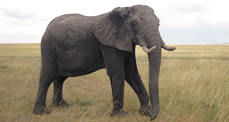 Elefanten, Masai Mara