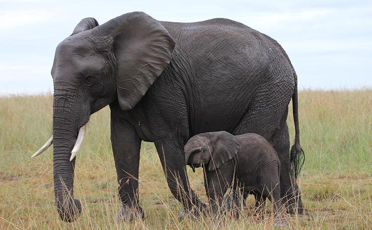 Masai Mara