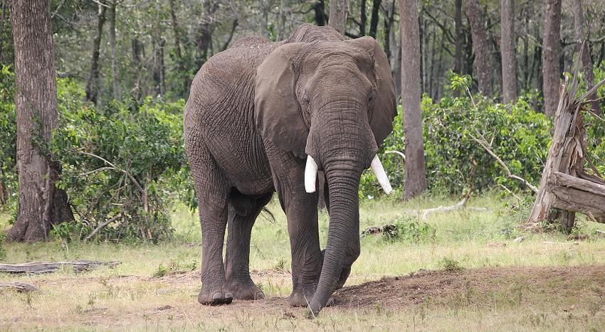 Elefant