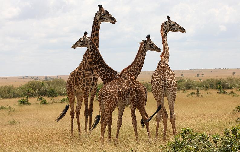 Masai Giraffen, Masai Mara