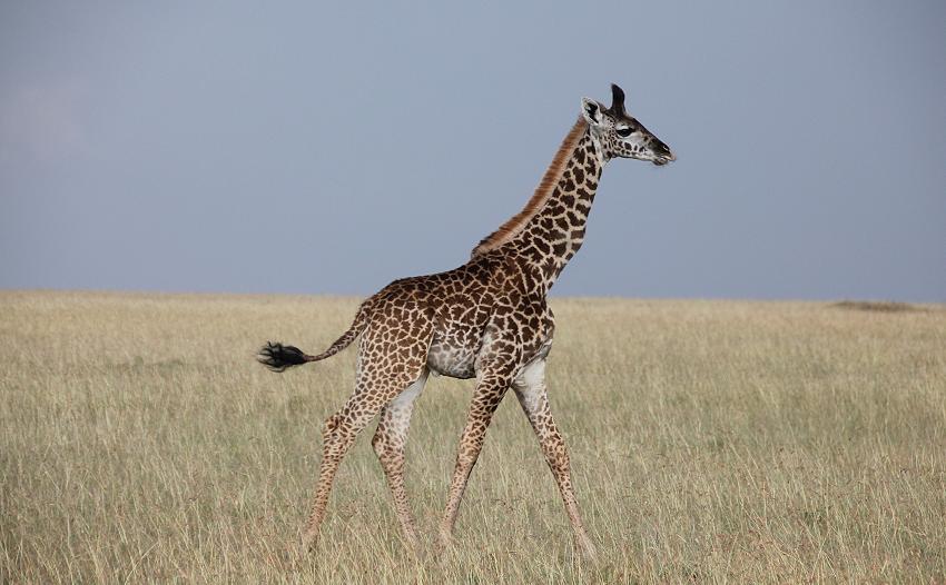 Masai Giraffen, Masai Mara
