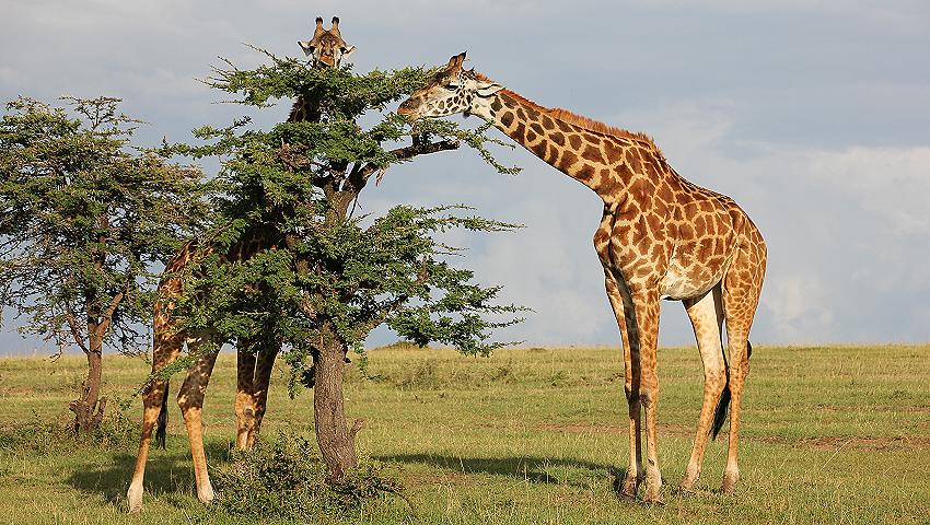 Giraffen