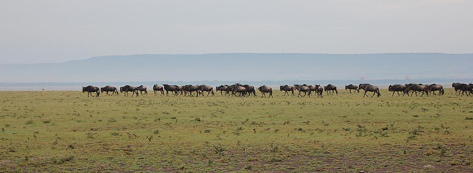 Gnus in der Mara