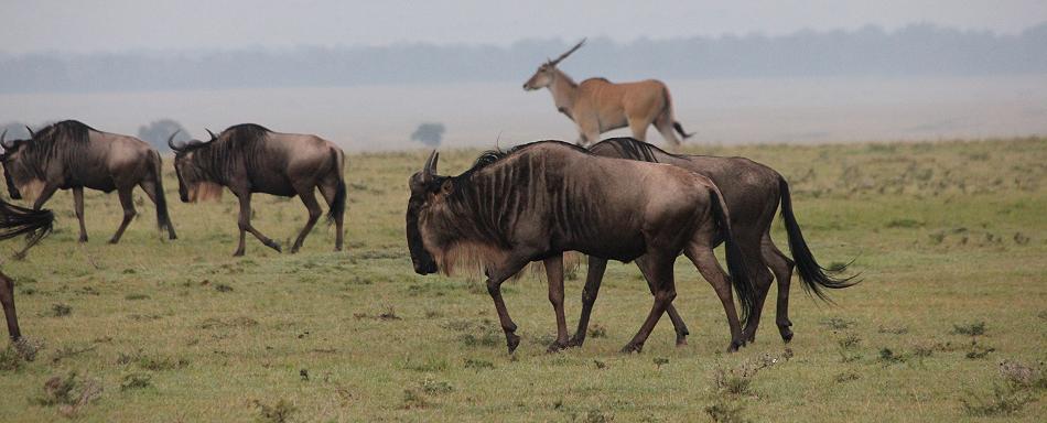 Gnus in der Mara
