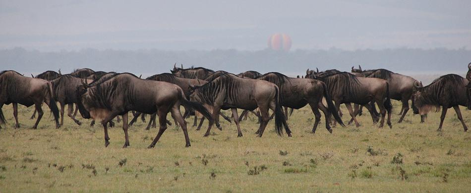 Gnus in der Mara