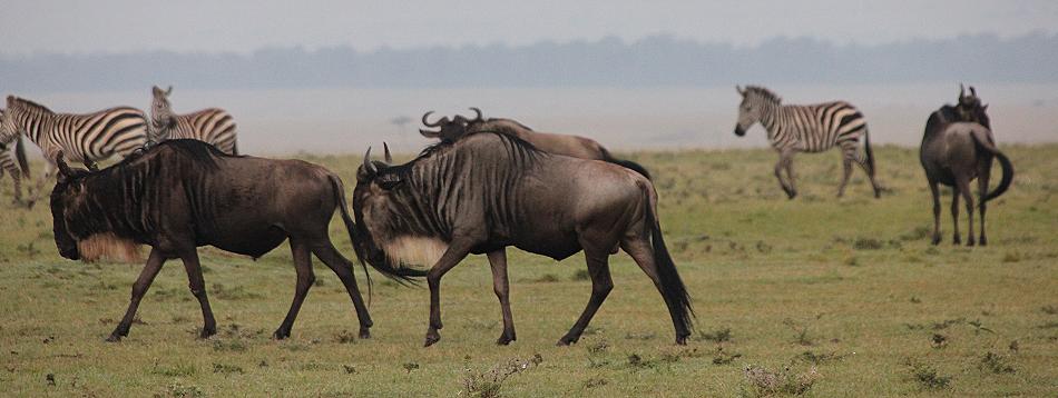 Gnus in der Mara