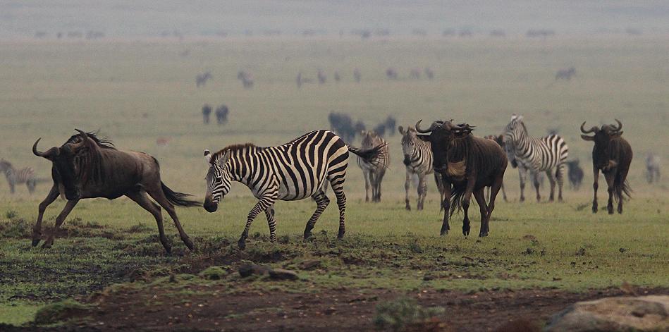 Gnus in der Mara