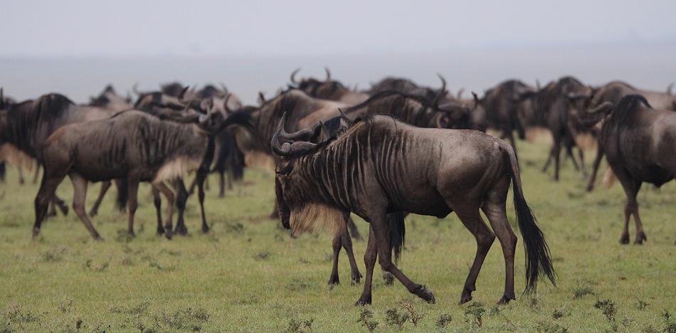 Gnus in der Mara