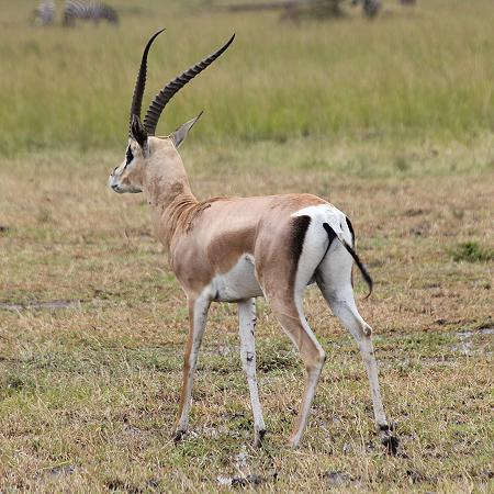 Grantgazellen Bock