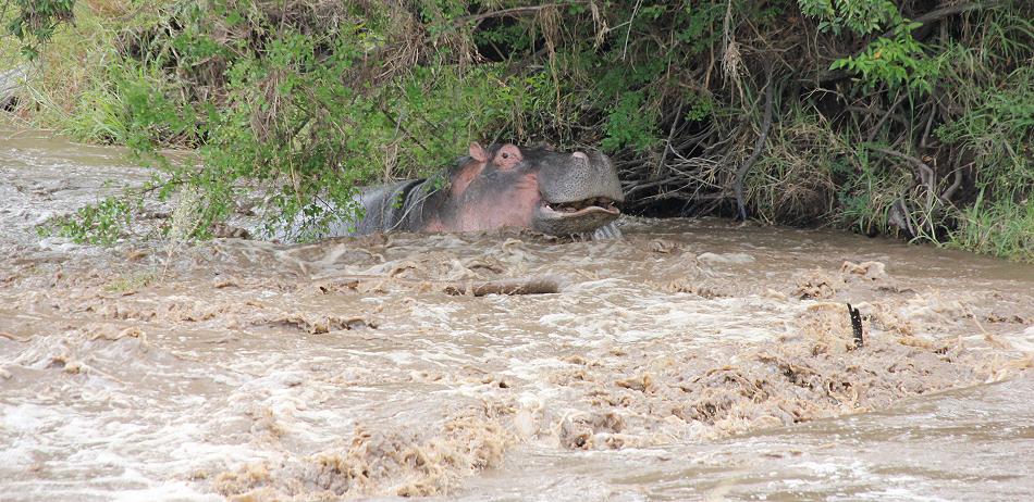 Hippo im Olare Orok