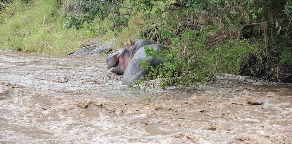Hippo im Olare Orok