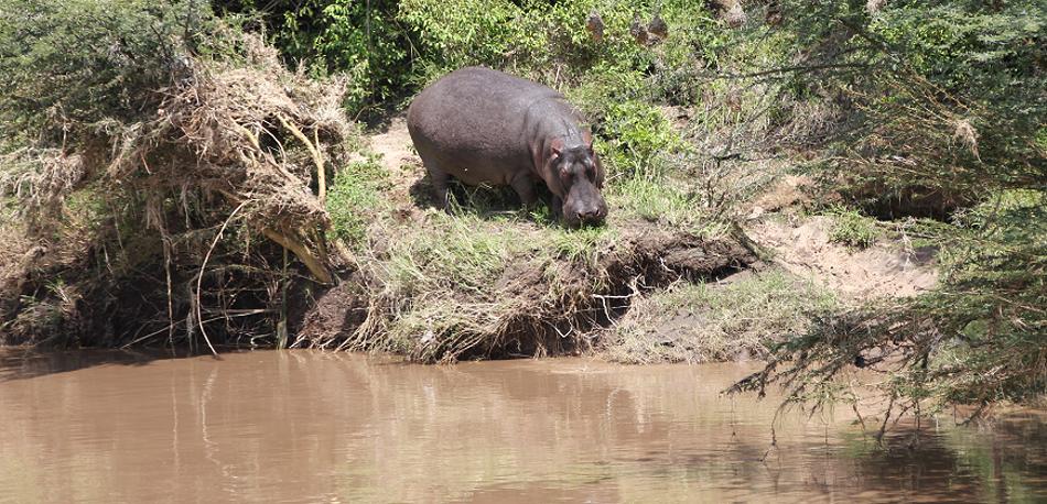 Flusspferde, Masai Mara