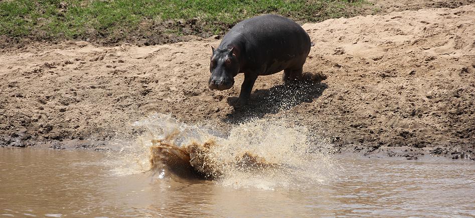 Flusspferde, Masai Mara