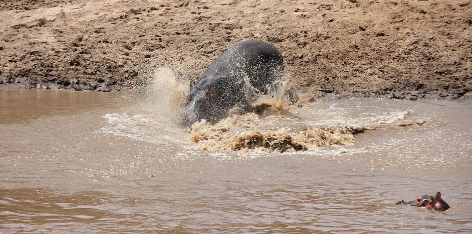 Flusspferde, Masai Mara