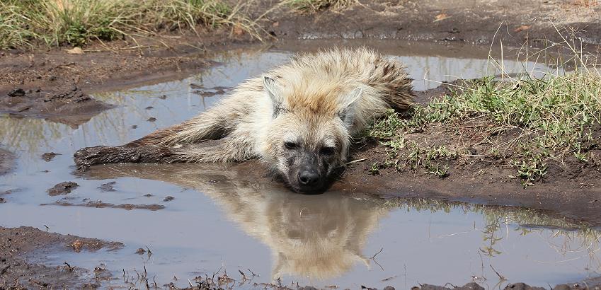 Tüpfelhyänen, Masai Mara