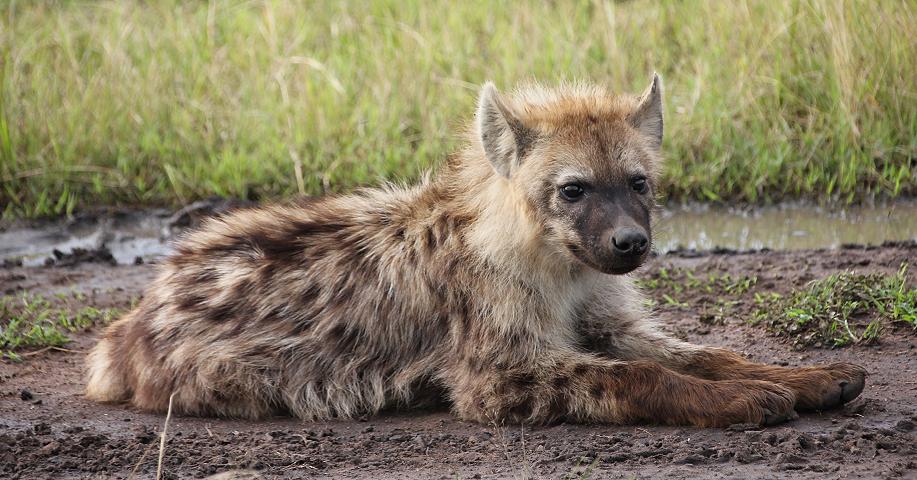 Tüpfelhyänen, Masai Mara