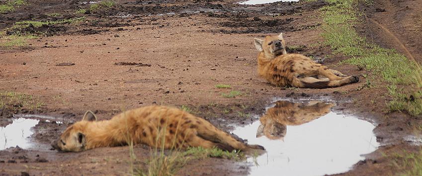 Tüpfelhyänen, Masai Mara