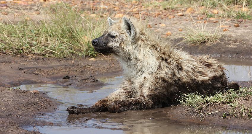 Tüpfelhyänen, Masai Mara