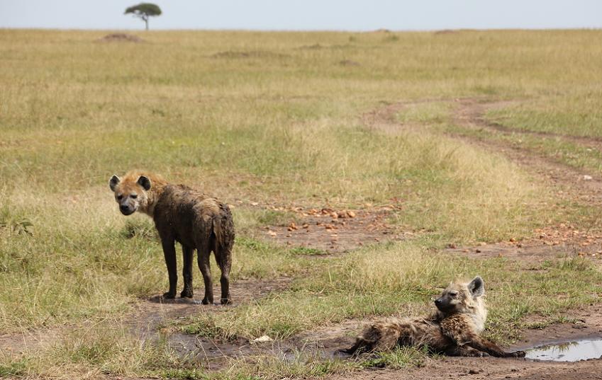 Tüpfelhyänen, Masai Mara