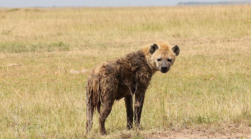 Tüpfelhyänen, Masai Mara
