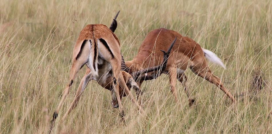 kämpfende Impalas
