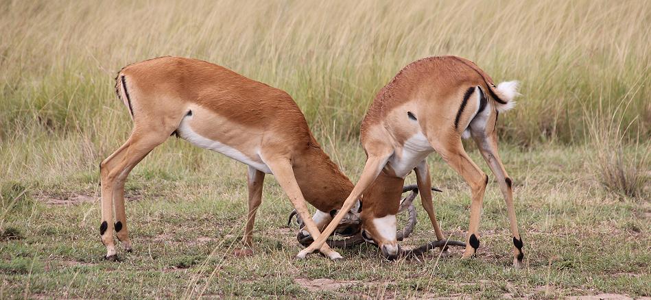 kämpfende Impalas