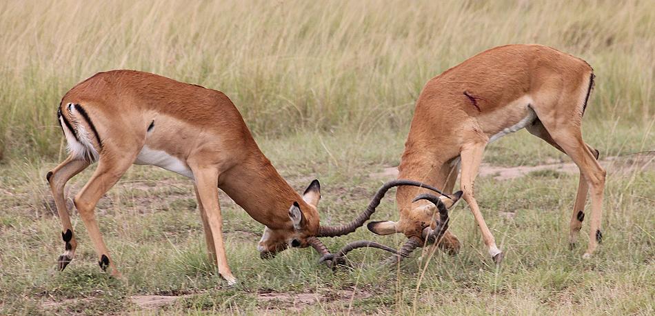 kämpfende Impalas