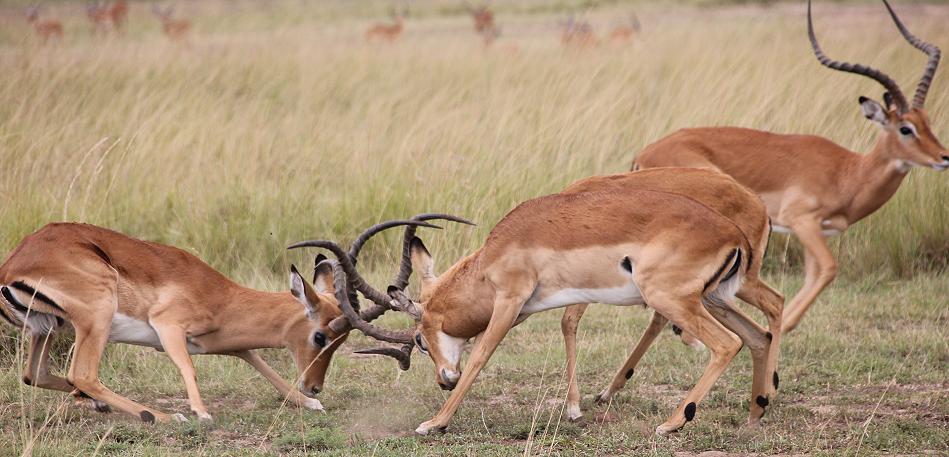 kämpfende Impalas