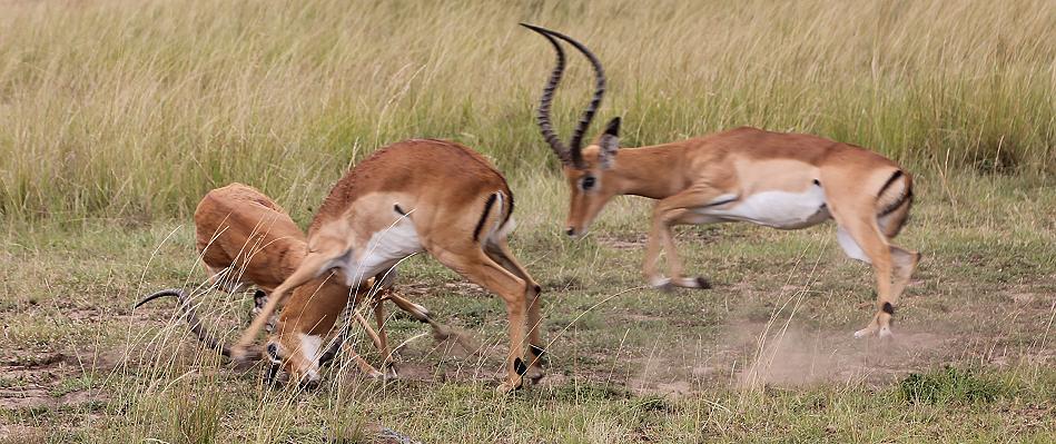 kämpfende Impalas