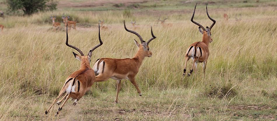 kämpfende Impalas