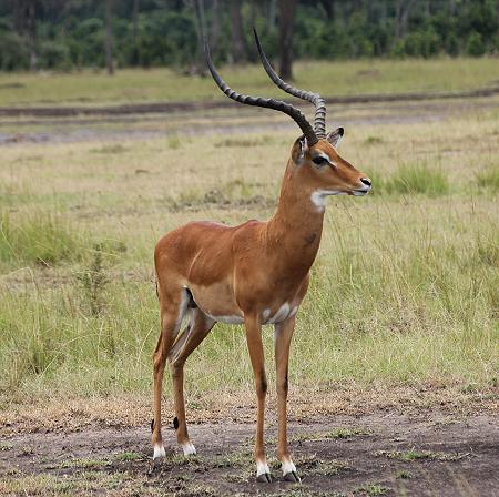 Impala Bock