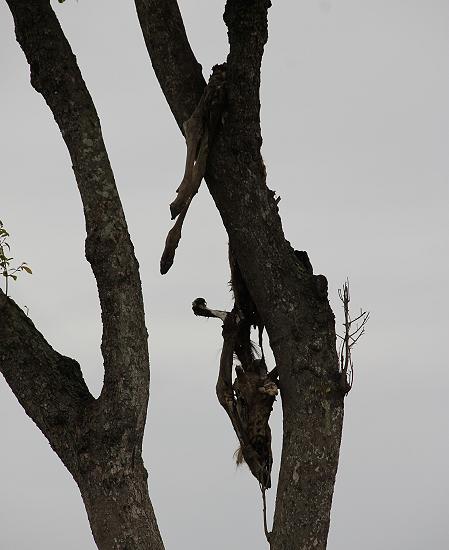 Leoparden Kill im Baum