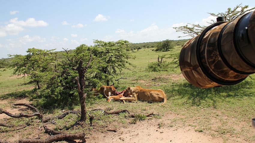 Löwen mit Beute, Masai Mara