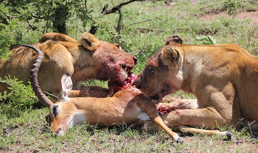 Löwen mit Beute, Masai Mara