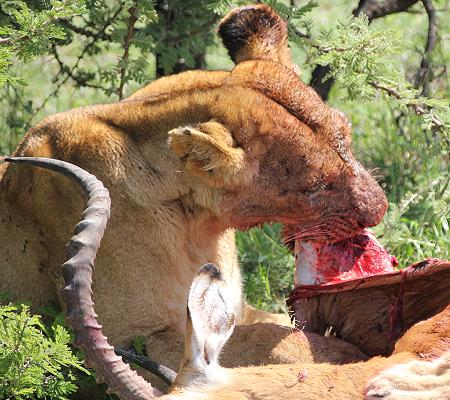 Löwen mit Beute, Masai Mara