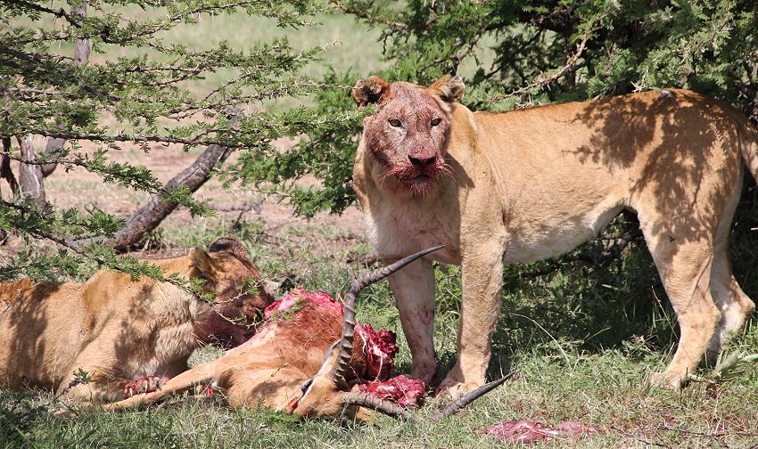Löwen mit Beute, Masai Mara