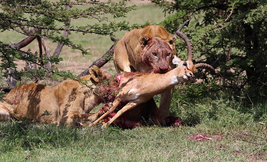 Löwen mit Beute, Masai Mara