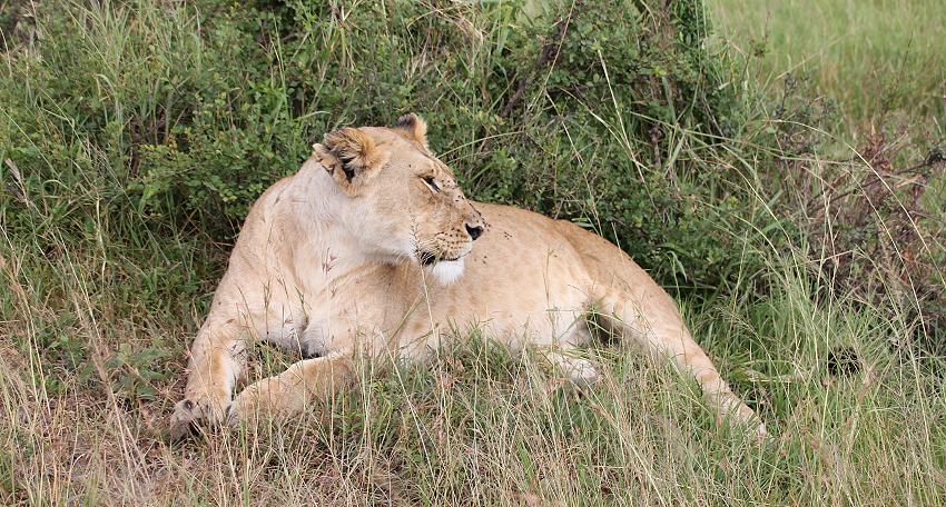 Löwin, Masai Mara