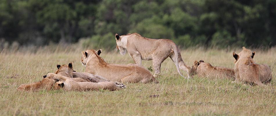 Löwen, Masai Mara, Topi Plains