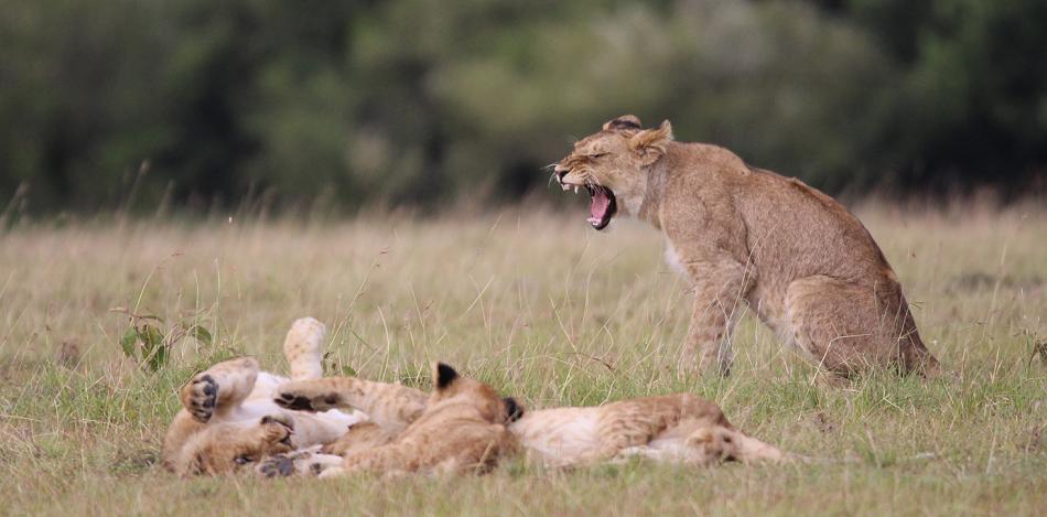 Löwen, Masai Mara, Topi Plains