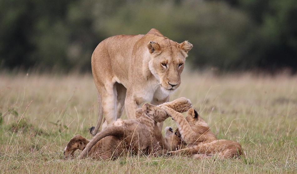 Löwen, Masai Mara, Topi Plains