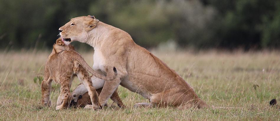 Löwen, Masai Mara, Topi Plains