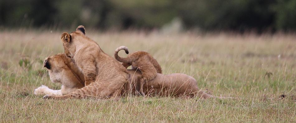 Löwen, Masai Mara, Topi Plains