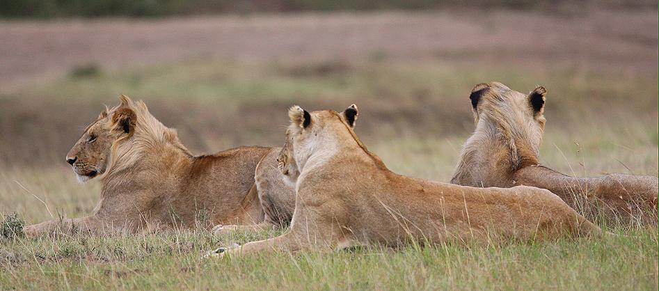 Löwen, Masai Mara, Topi Plains