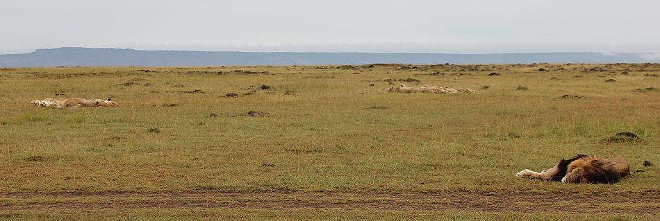 Löwen, Masai Mara