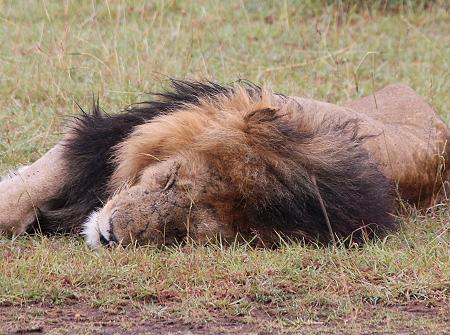 Löwen, Masai Mara