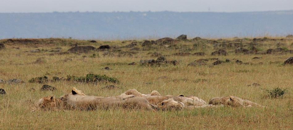 Löwen, Masai Mara
