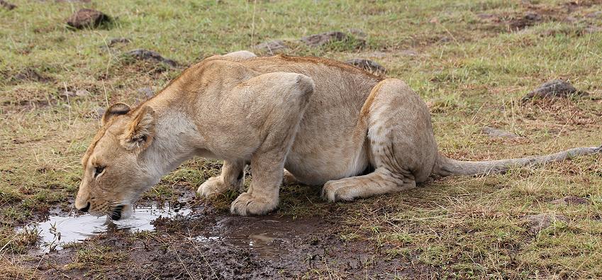 zwischen Löwen, Masai Mara