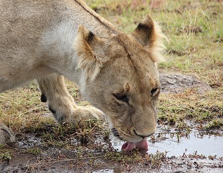 zwischen Löwen, Masai Mara