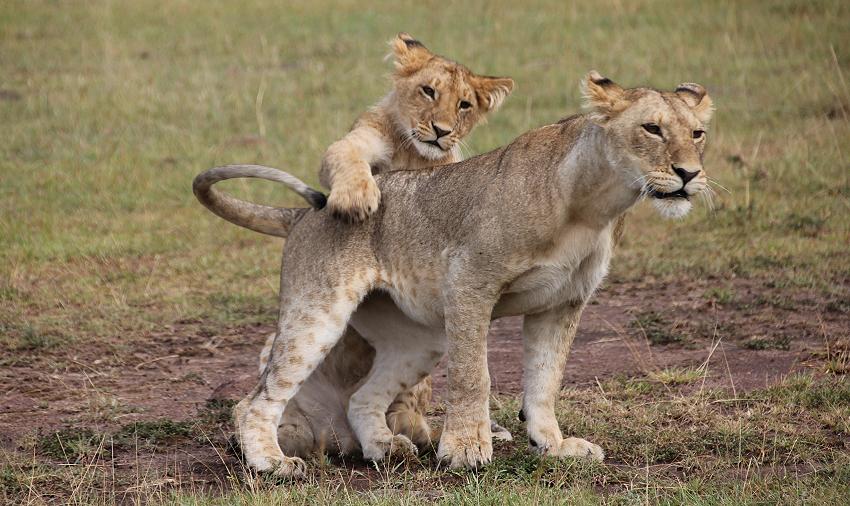 zwischen Löwen, Masai Mara